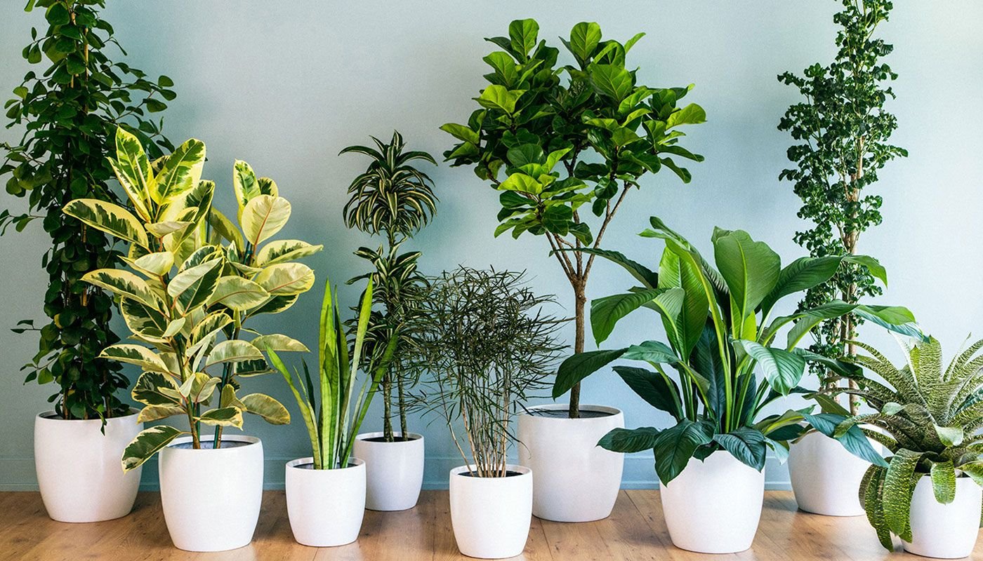 kravle Forbipasserende visuel 4 ideelle planter til din arbejdsplads - Daarbak Redoffice A/S