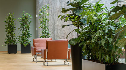 4 ideelle planter til din arbejdsplads