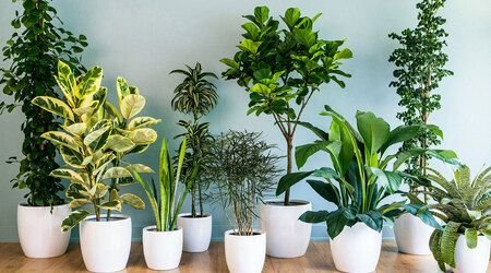 6 ideelle planter til din arbejdsplads
